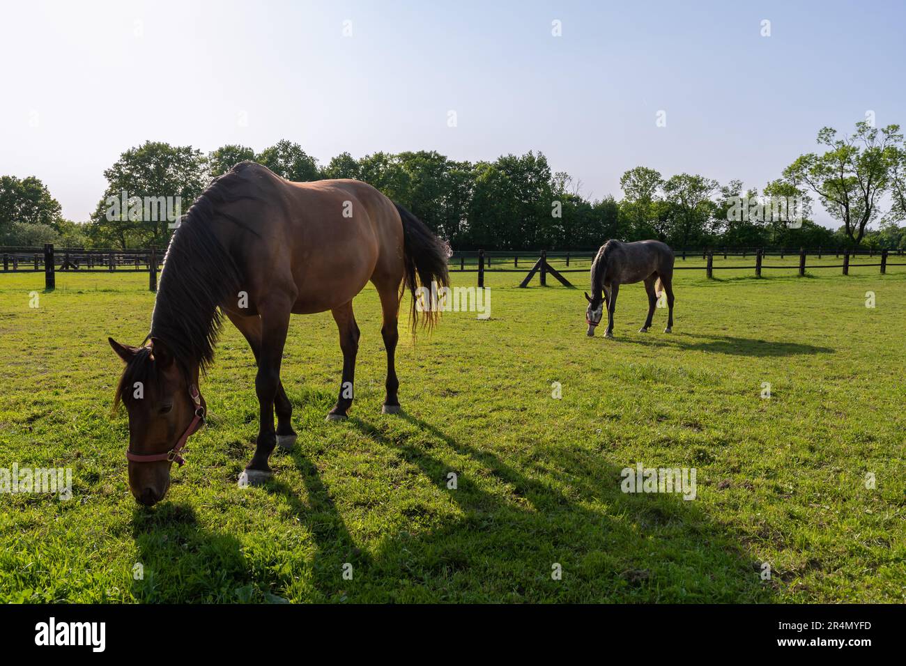 De beaux chevaux dans le pâturage. Soleil de l'après-midi. Ciel bleu clair. Banque D'Images