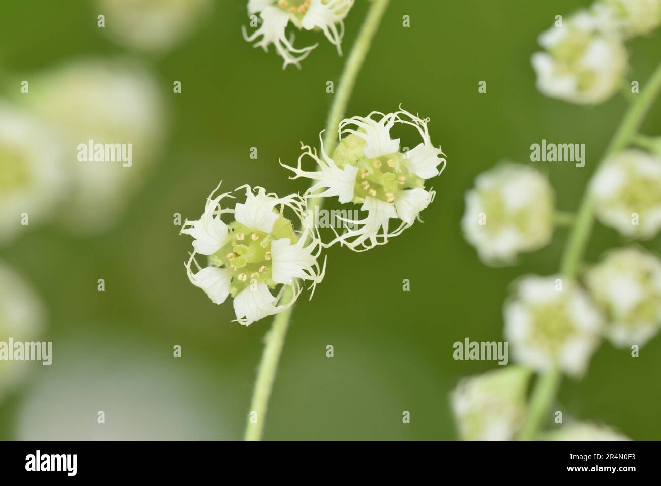 Fringecups - Tellima grandiflora Banque D'Images