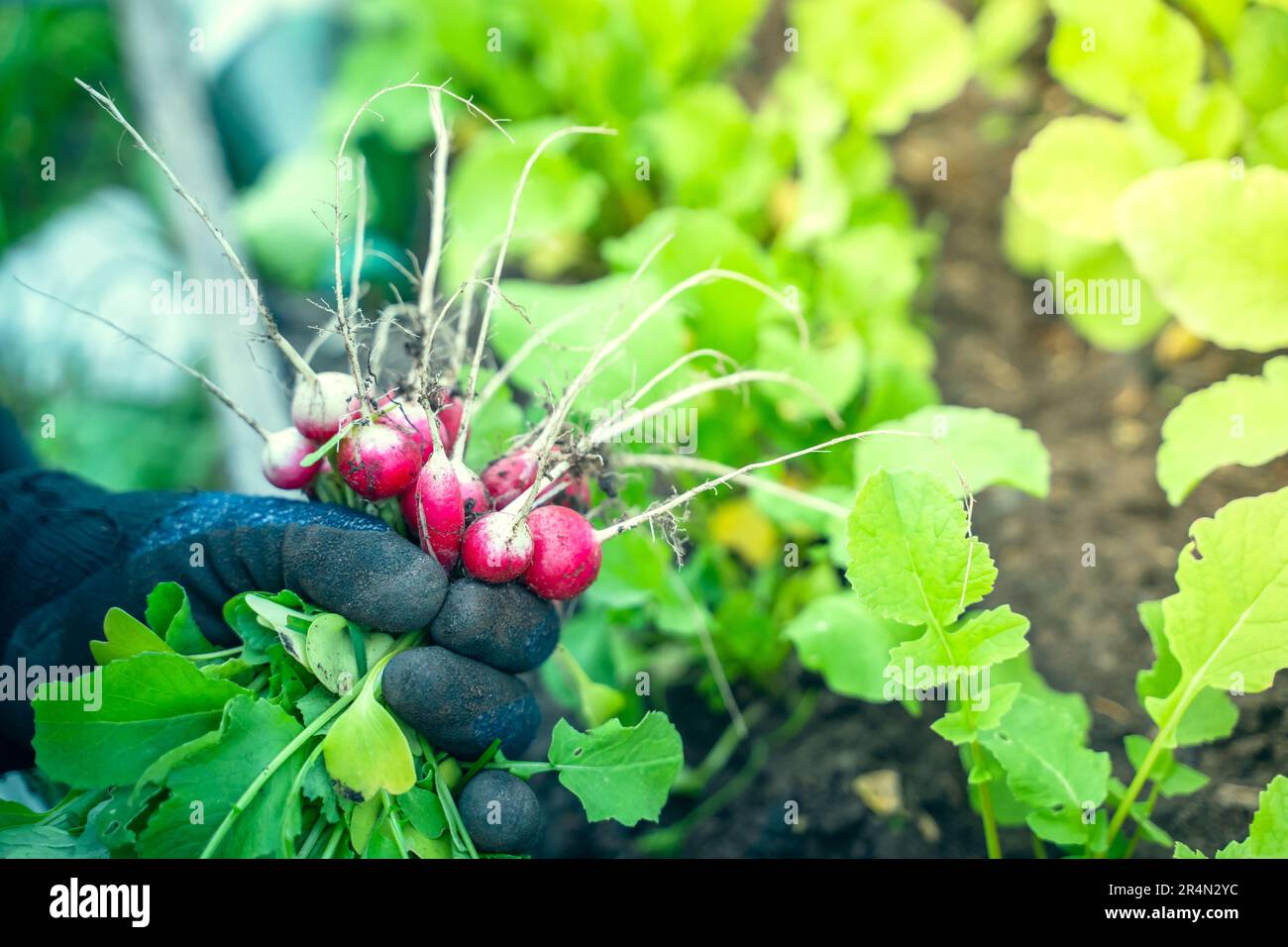 Le fermier tient dans sa main un radis rouge frais sur le fond d'un lit de jardin Banque D'Images