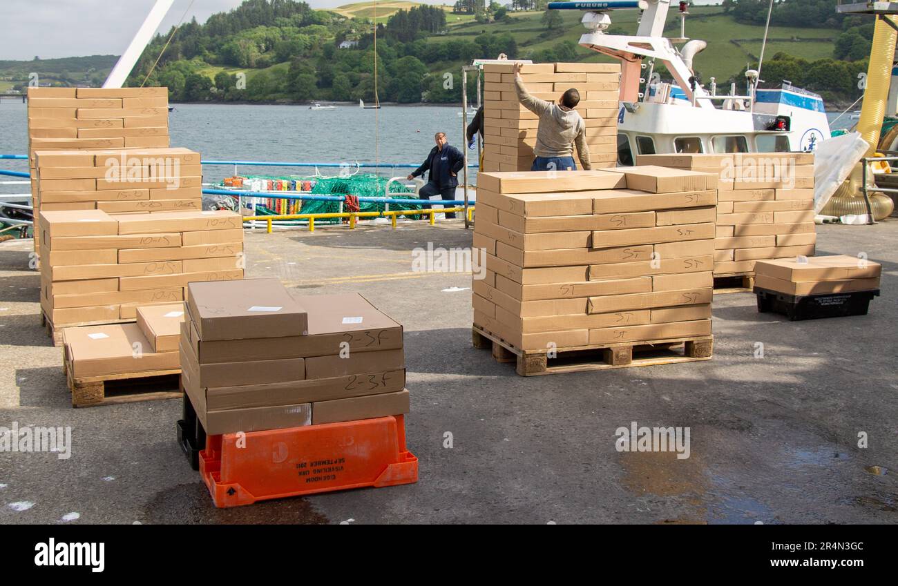 Keelbeg, West Cork, Irlande. Lundi 29th mai 2023 ce nouvel atterrissage de crevettes ce matin à Keelbeg Pier est classé sur le quai avant d'être chargé dans des camions frigorifiques et exporté directement en Italie. Une partie de l’industrie irlandaise de la pêche contribue au choix de l’acheteur pour les tables européennes. Credit aphperspective/Alamy Live News Banque D'Images