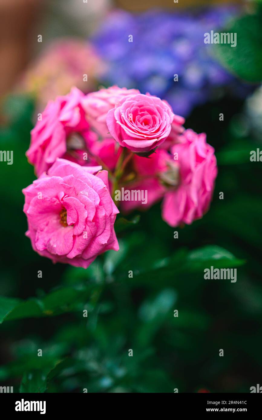 Groupe ou bouquet de roses roses Banque D'Images