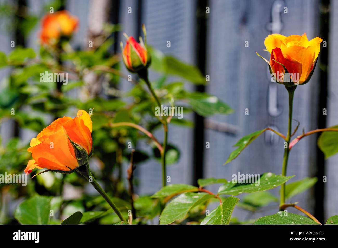 Gros plan des roses orange (rosaceae) devant une clôture grise. Banque D'Images