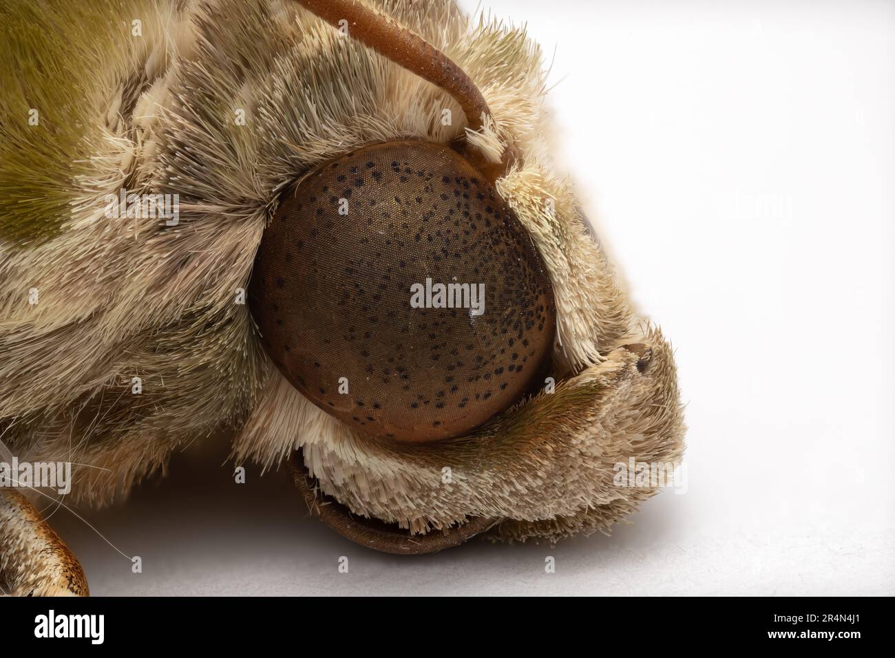 Photographie macro de la tête de l'Armée de terre verte Moth ou Oleander Hawk-Moth isolé sur fond blanc. Banque D'Images