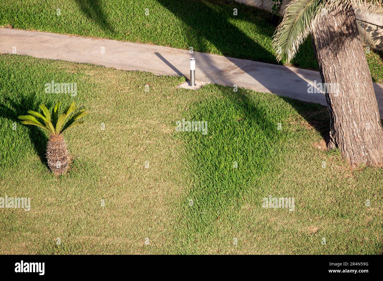 Trottoir dans le jardin de palmiers. Banque D'Images