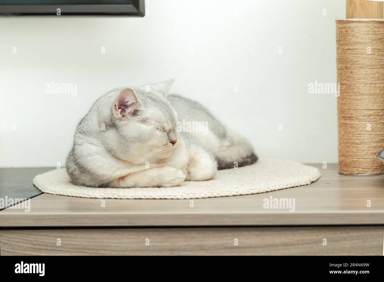Beau chat shorthair britannique argenté dormant confortablement sur un petit tapis tricoté. Banque D'Images
