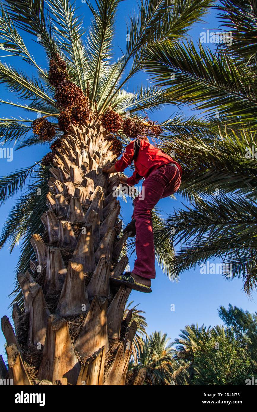 Date d'escalade Palm Farmer impliqué dans la récolte de Bunch de date active Banque D'Images