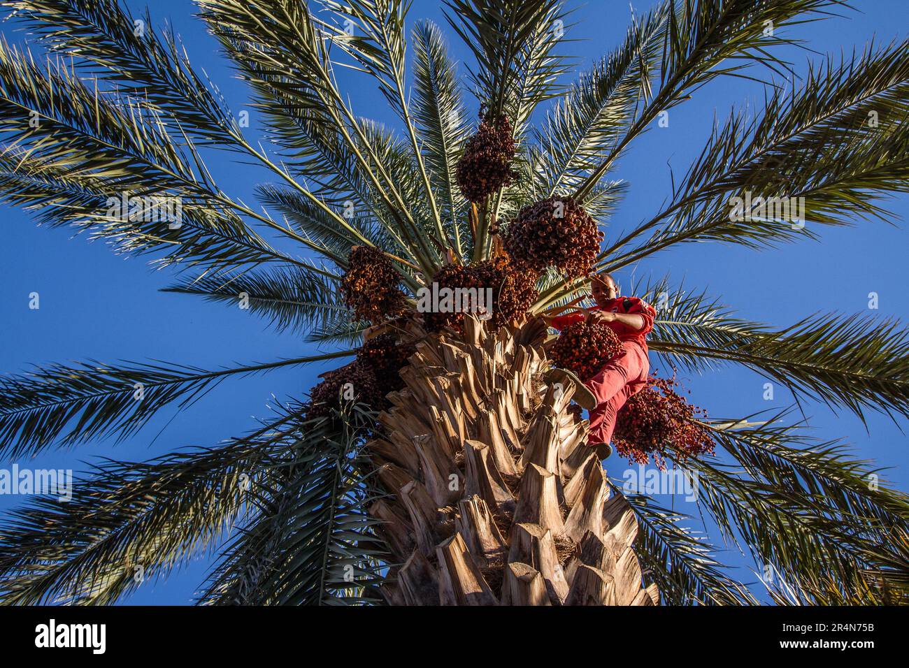 Un Palm Farmer de date engagé dans la Collection des clusters de date Banque D'Images