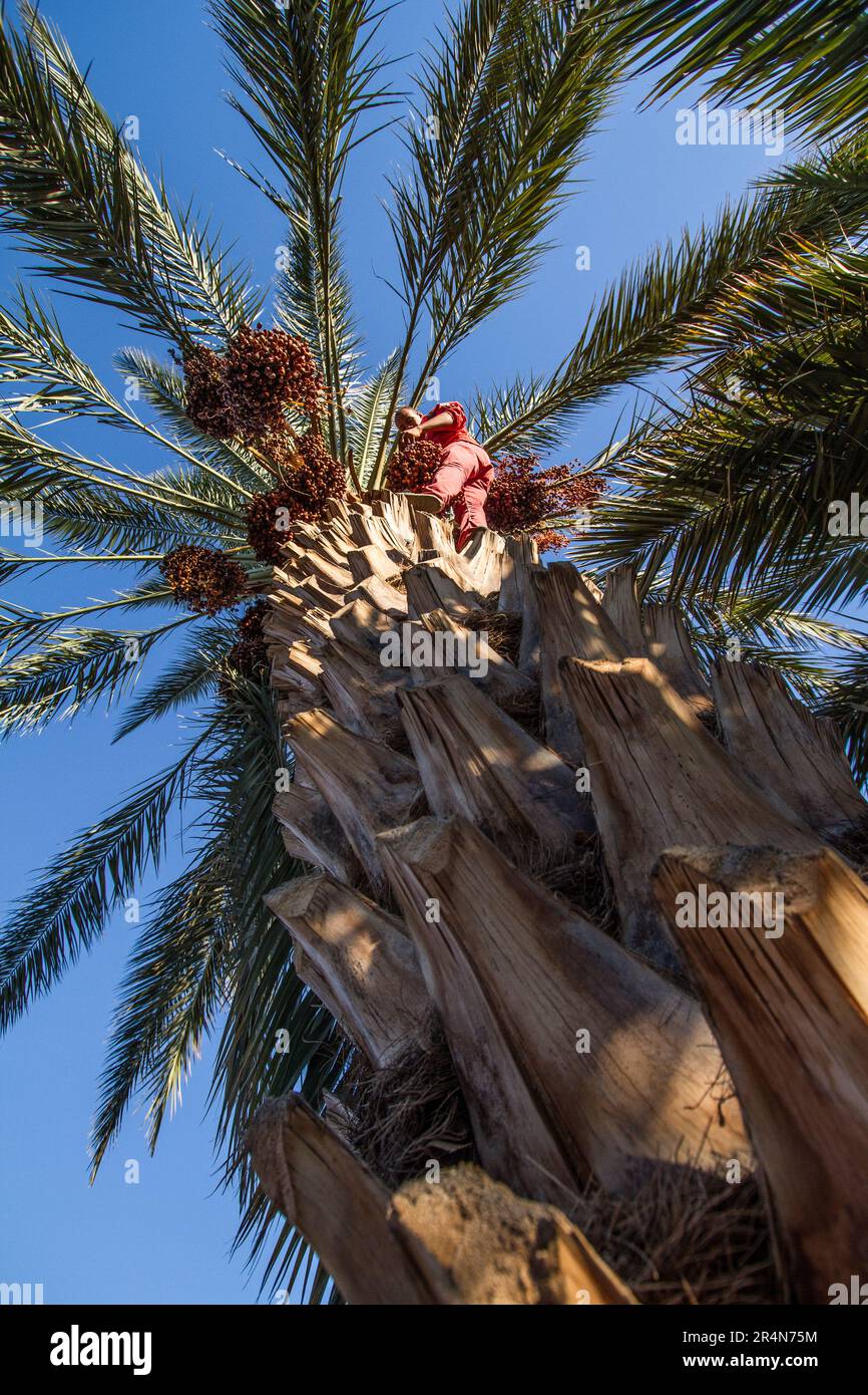 En action: Une date Palm Farmer collecte des clusters de date Banque D'Images