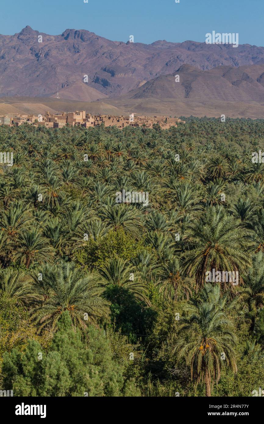 Splendeur sud-marocaine : palmiers Date dans la palmeraie d'Agdz Oasis Banque D'Images
