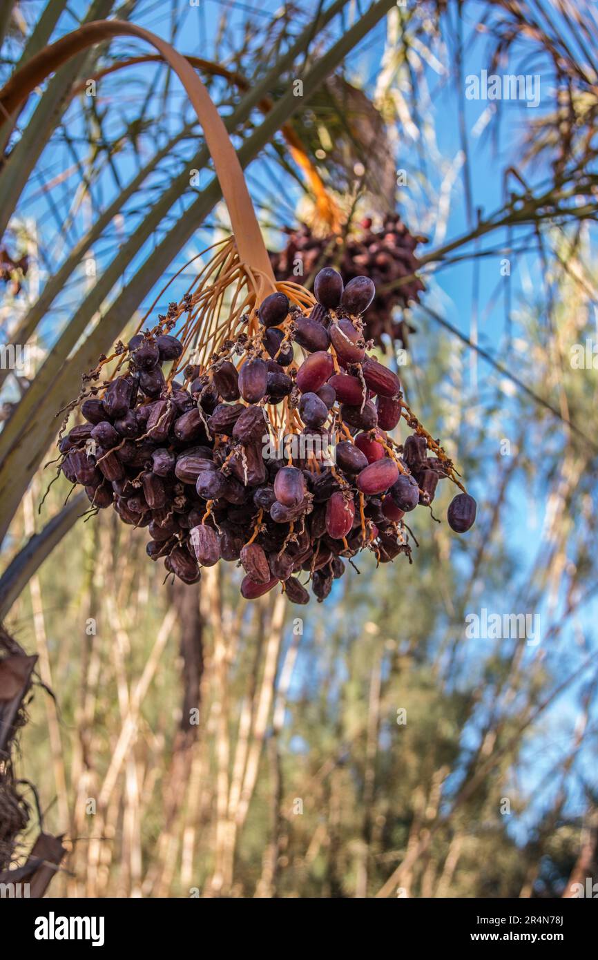 Reportage photo sur les actifs de la PMH à Agdz. Banque D'Images