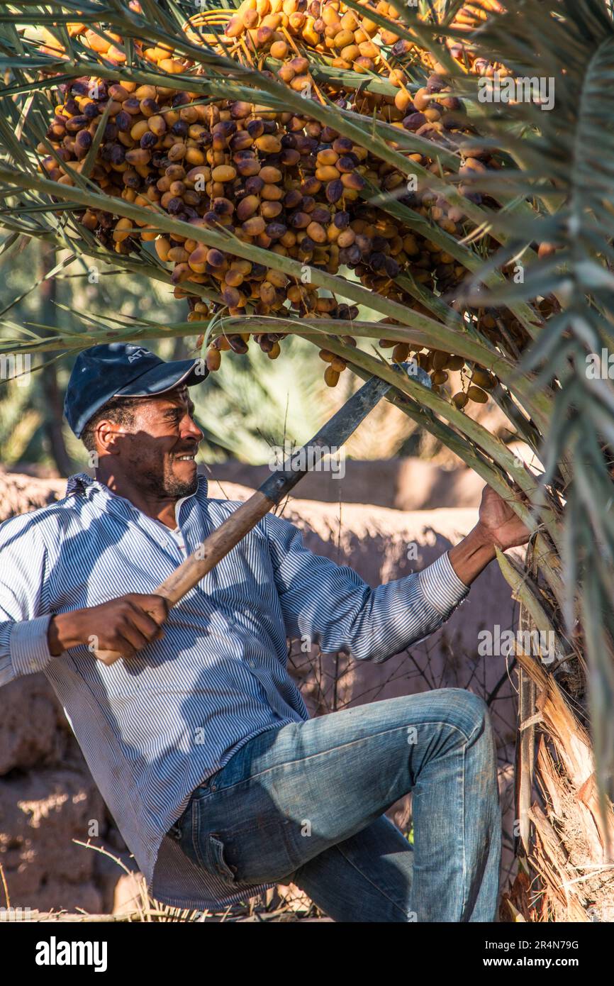 Date Palm Farmer récolte activement des groupes de dates Banque D'Images