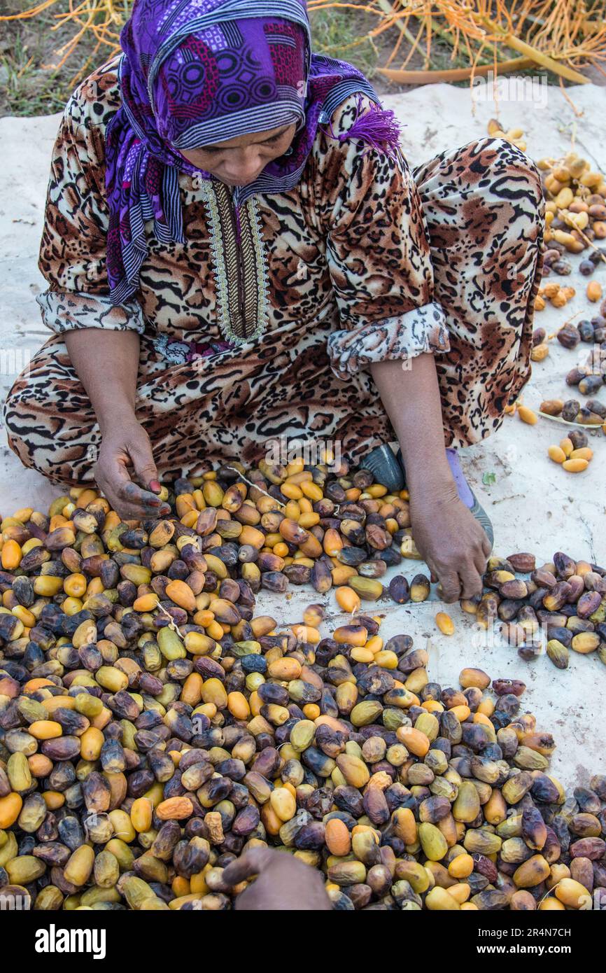 La tâche de tri et de boxe des dates entreprise par une femme marocaine dans l'oasis d'Agdz Banque D'Images