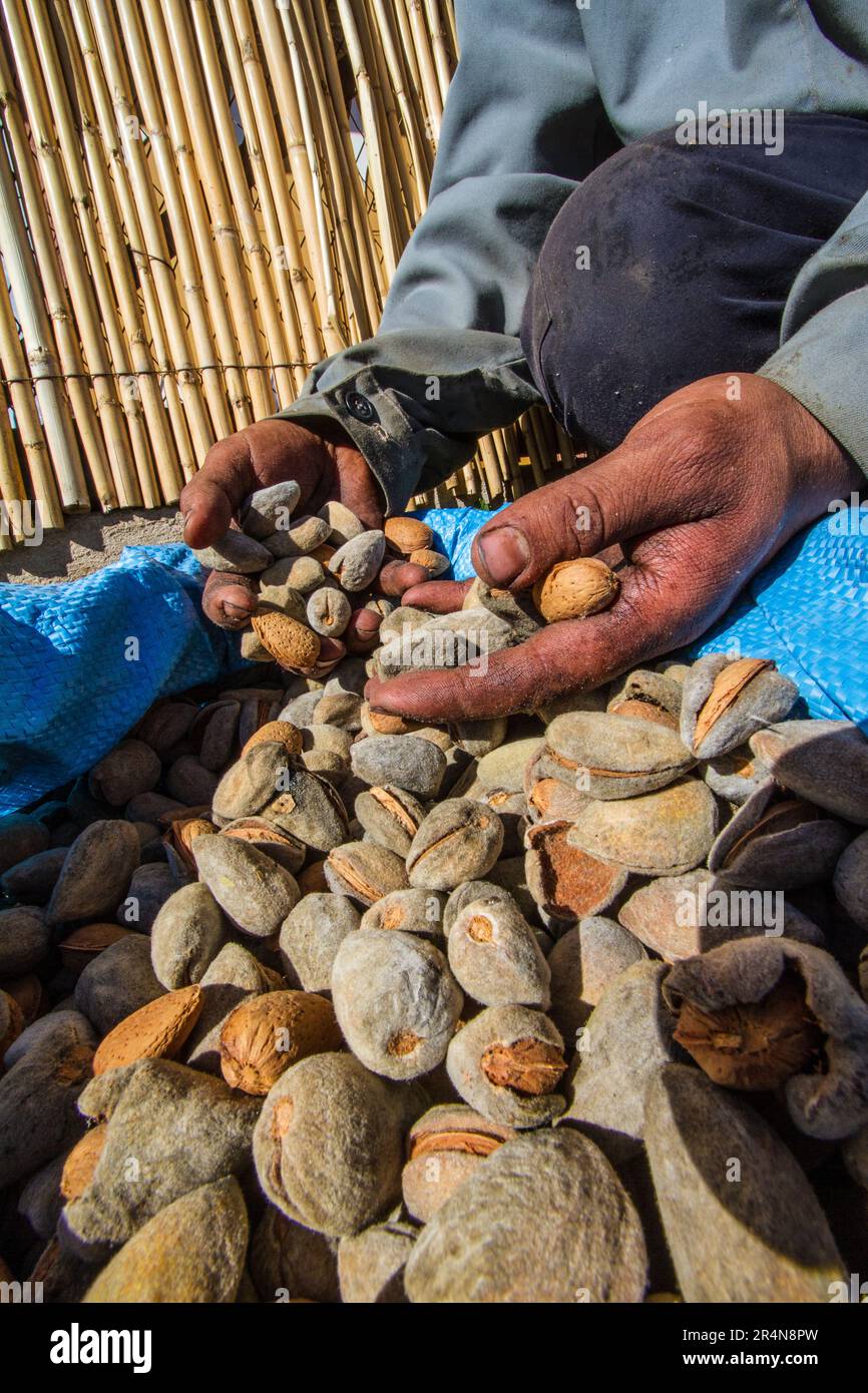 Amandes encore dans leurs coquilles détenues par un fermier marocain Banque D'Images