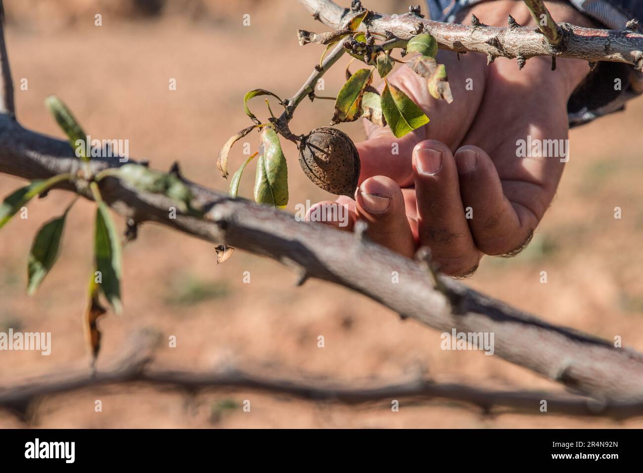 Agriculteur dans l'acte de récolte d'une amande de l'arbre Banque D'Images
