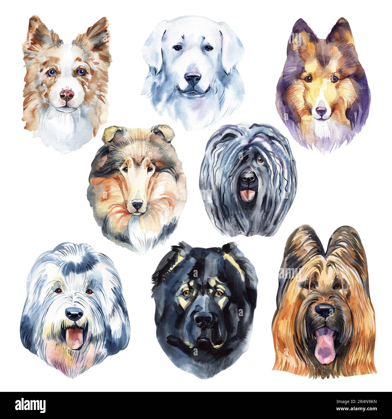 Ensemble de portraits de la tête de chien de berger d'un graphique de caractère, icône, aquarelle dessin, Banque D'Images