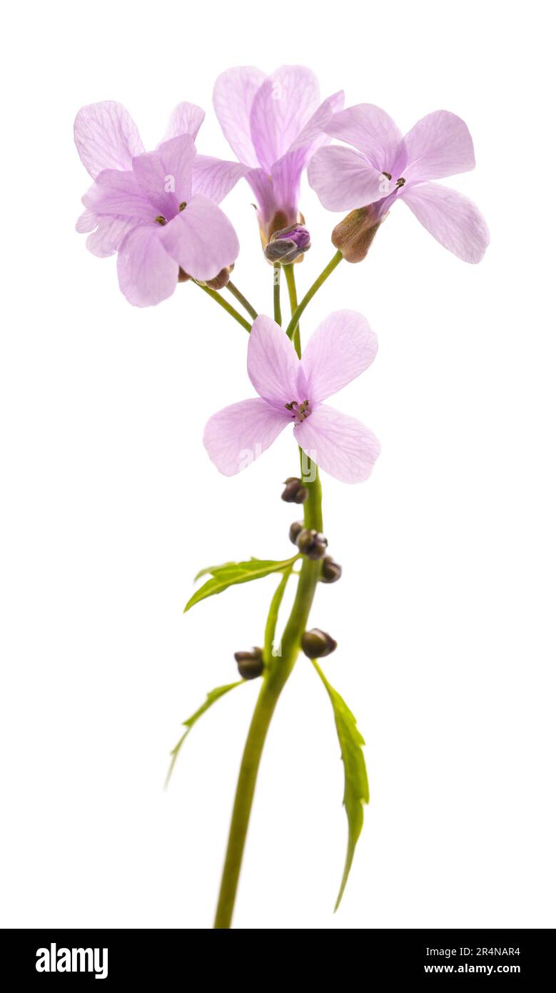 Fleurs d'bittercress de Coralroot isolées sur fond blanc Banque D'Images