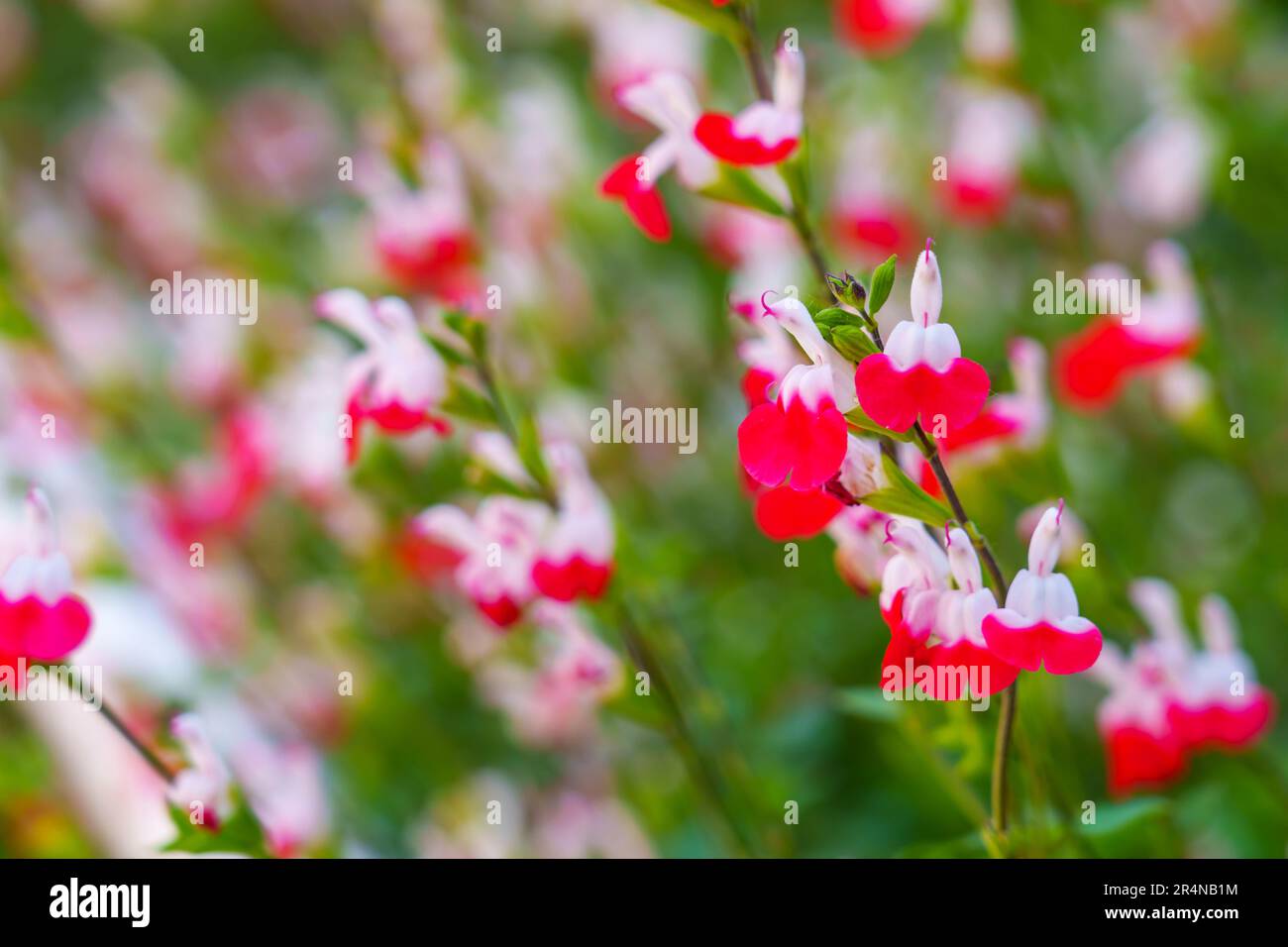 Salvia microphylla ou Hot lèvres fleurs dans un champ. Graham sauge plante ornementale en fleur Banque D'Images