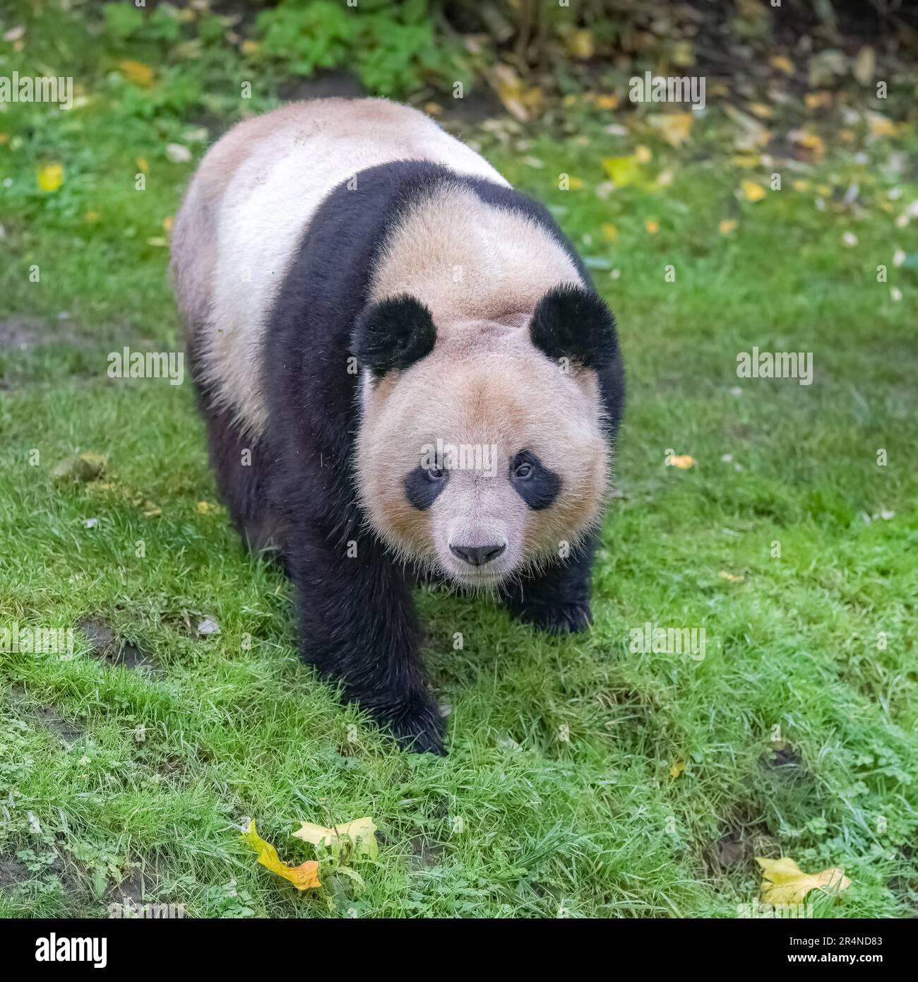 Un panda géant marchant sur l'herbe, portrait Banque D'Images