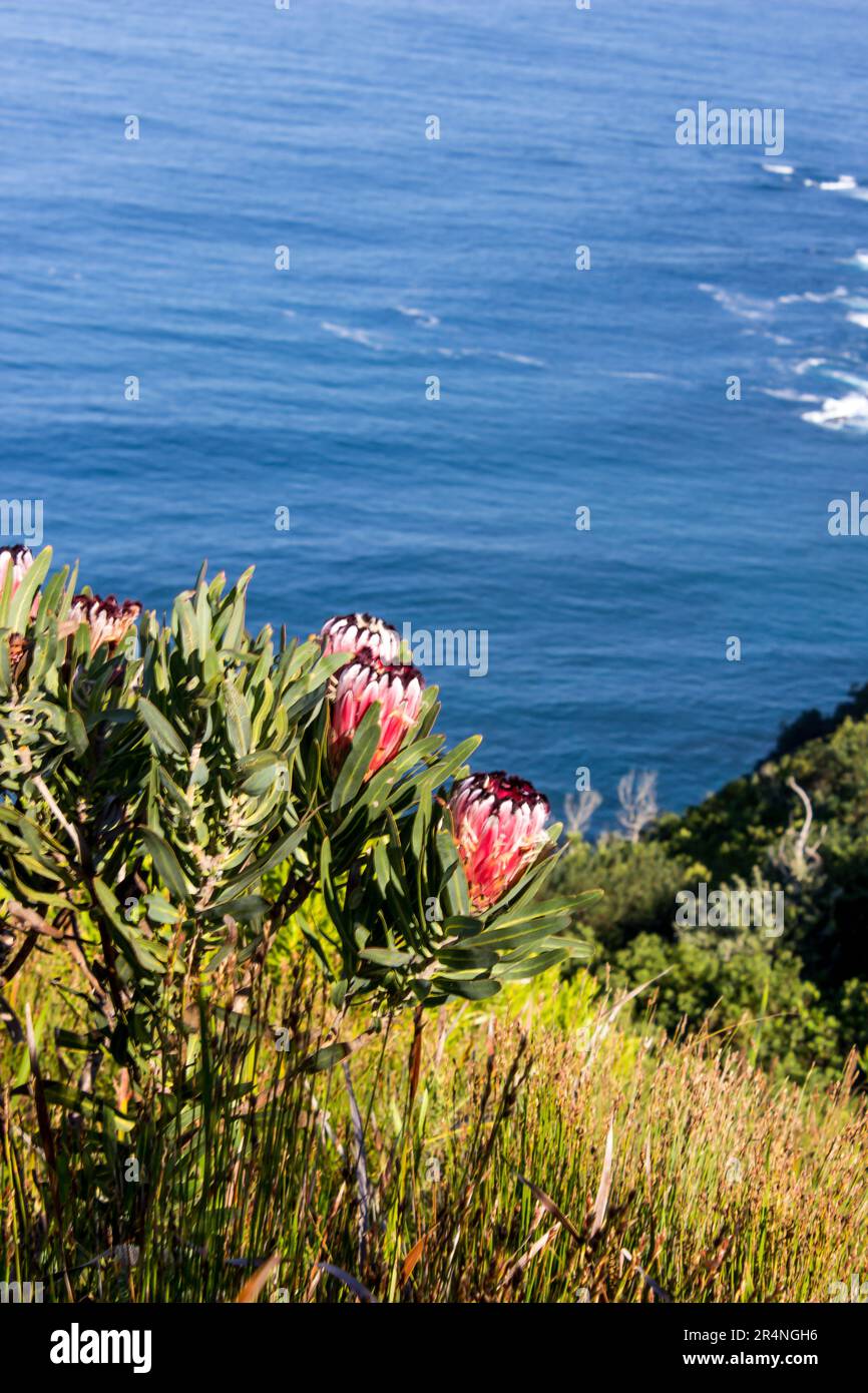 Les grandes fleurs roses de la feuille d'Oleander Protea, Protea Neriifolia, avec les eaux bleu vif de l'océan en arrière-plan Banque D'Images