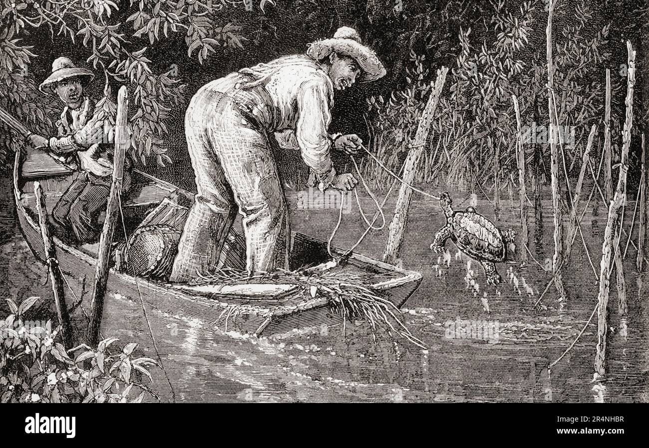 Capture de tortues dans une ferme de tortues serpentine, Chesapeake Bay, Maryland, États-Unis d'Amérique. Au cours du siècle 19th, les conserveries ont transformé et exporté des tonnes de produits jusqu'à l'effondrement des populations de tortues, une loi a été adoptée pour restreindre la chasse de ces tortues. De l'Amérique revisité: De la baie de New York au golfe du Mexique, publié en 1886. Banque D'Images