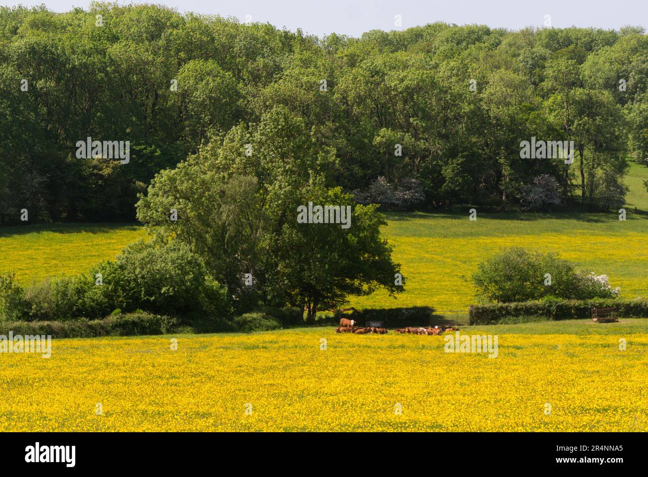 Vaches et veaux se reposant dans un champ de buttercup vu de la piste de Herefordshire un chemin de randonnée longue distance Peterchurch Herefordshire Angleterre au Royaume-Uni Banque D'Images