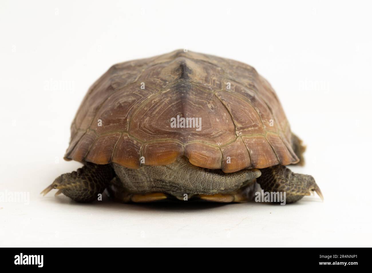 La tortue musquée à dos de rasoir (Sternotherus carinatus) est isolée sur fond blanc Banque D'Images