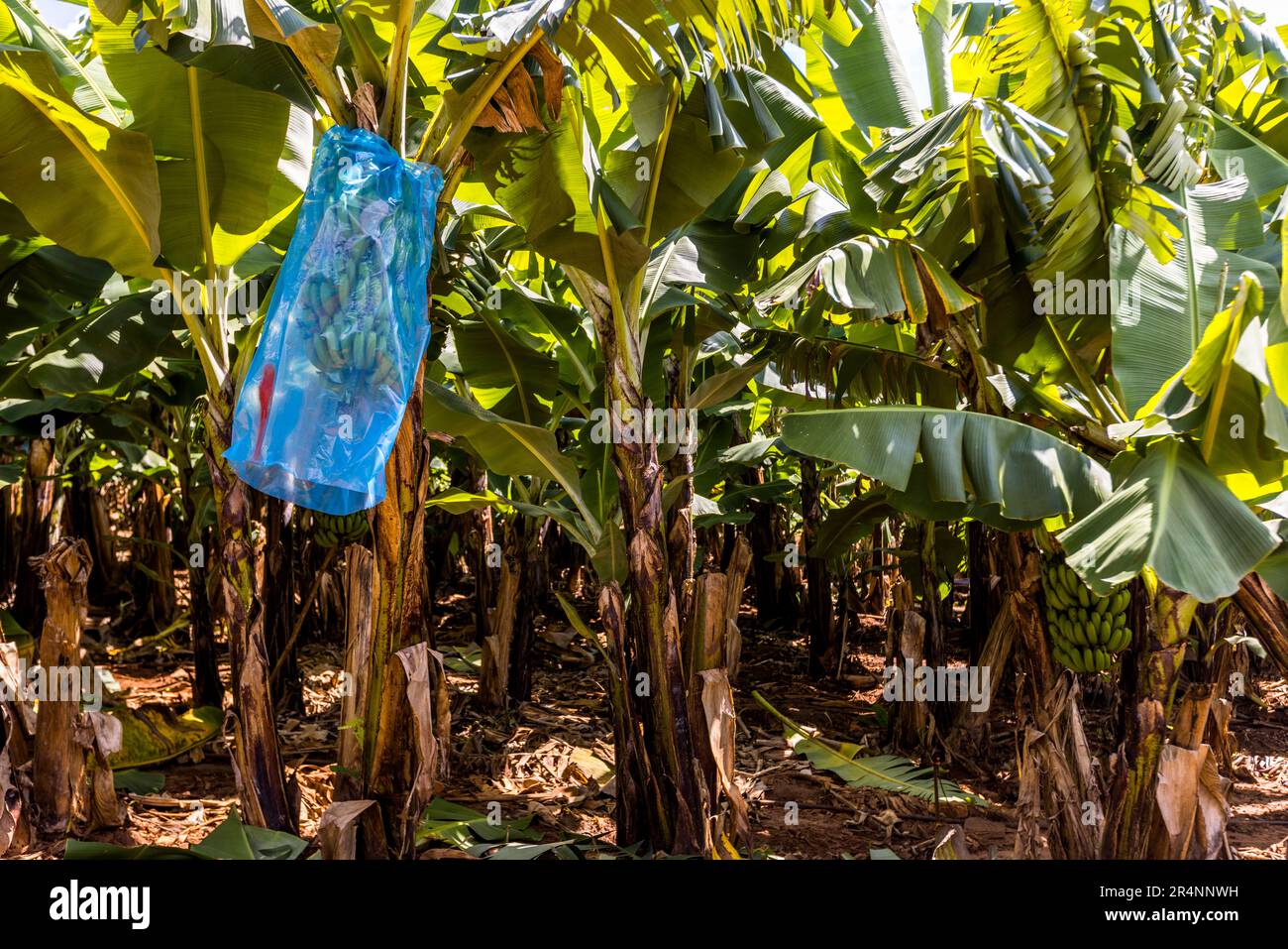 Un film protège les tiges de fructification des insectes juste avant la récolte. Le marquage rouge indique aux récolteuses que cette vivace peut être moissonnée. Plantation de bananes au Kumbali Country Lodge à Lilongwe, Malawi Banque D'Images