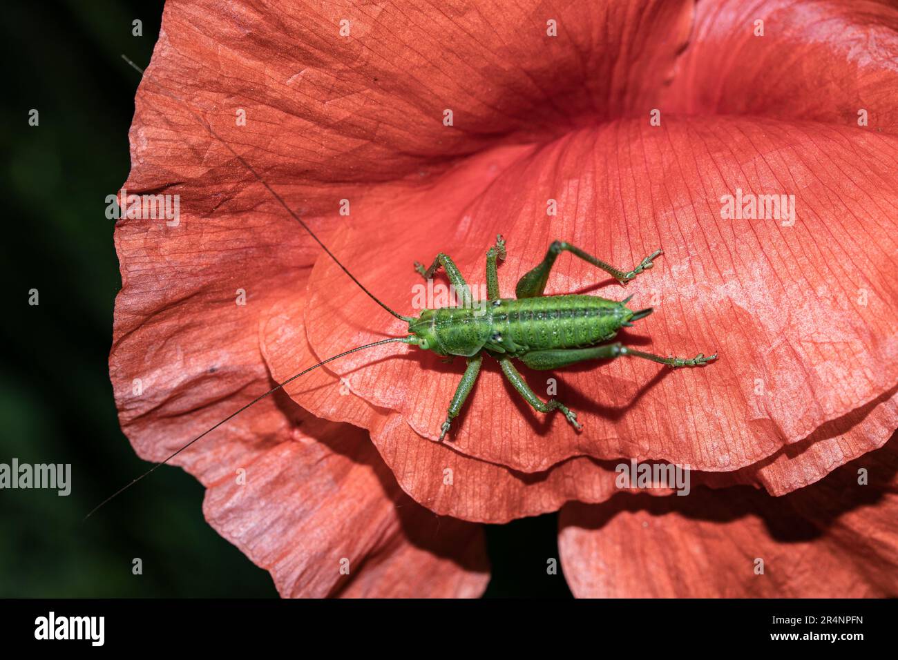 Insecte Vert sauterelle Tettigonia sur la fleur de pavot Banque D'Images