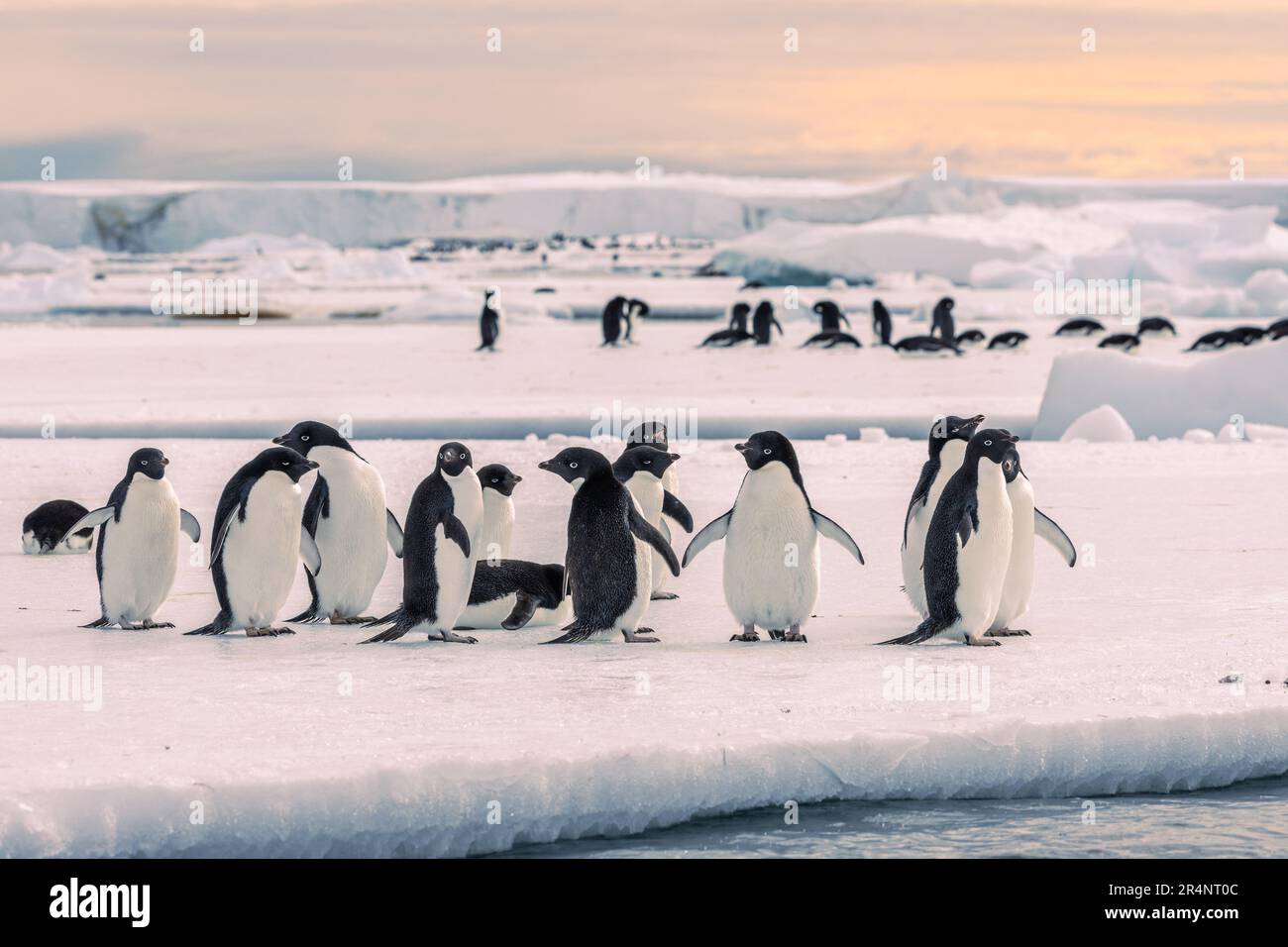 Adelie Penguins sur la banquise, cap Crozier, Ross Island, Ross Sea, Antarctique Banque D'Images