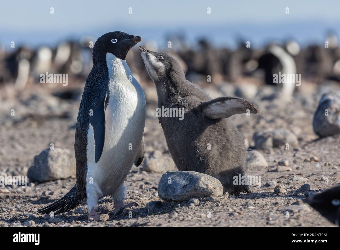 Pingouin d'Adlie adulte avec poussin à la Rookery de Cape Adare, Antarctique Banque D'Images