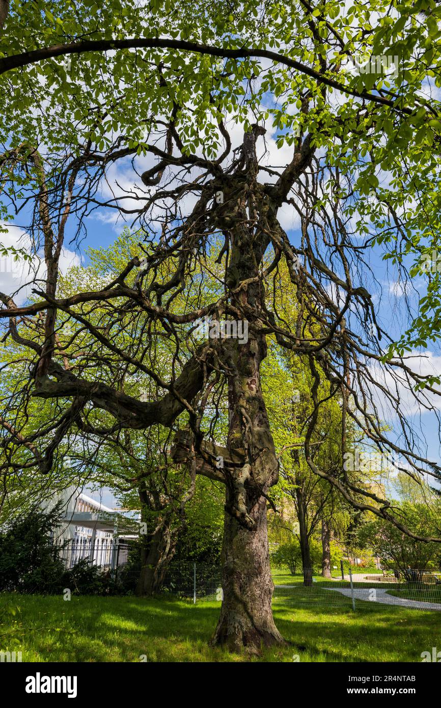 Vieux hêtre pleureux - Fagus sylvatica (groupe pendula), hêtre européen à feuilles caduques dans le parc Ulricha, Varsovie, Pologne. Banque D'Images