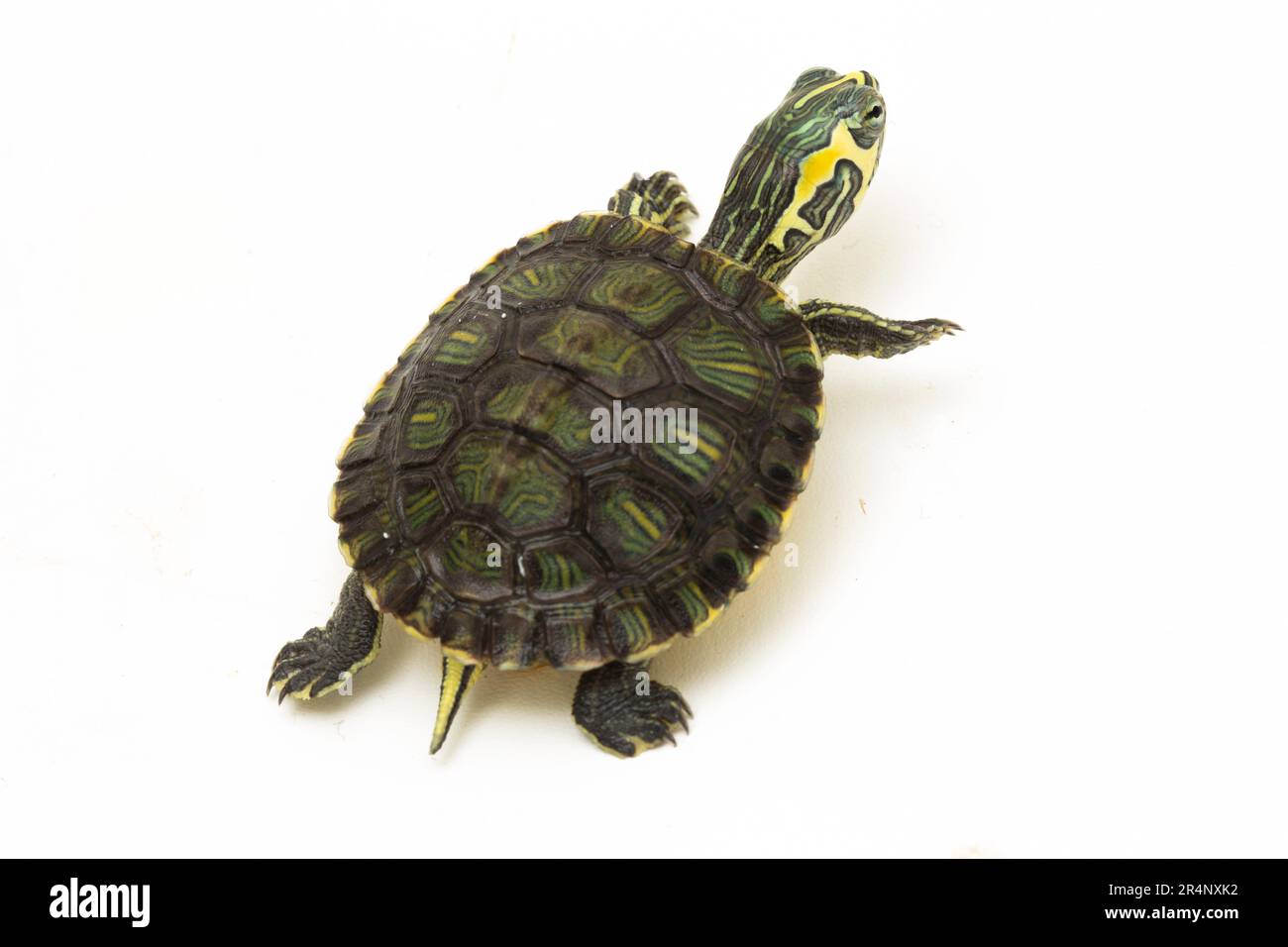 La tortue à ventre jaune (Trachemys scripta scripta) isolée sur fond blanc Banque D'Images