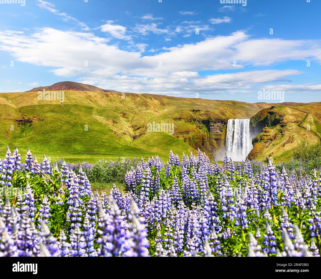 Paysage à couper le souffle de la majestueuse chute d'eau Skogafoss dans la campagne de l'Islande en été avec des fleurs lupin en premier plan. Lieu: Skogafoss wa Banque D'Images
