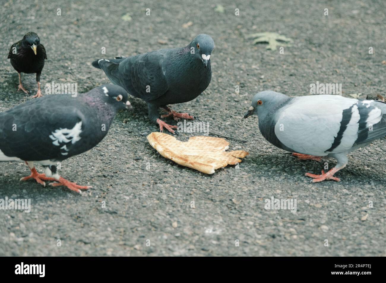 Pigeons mangeant une pizza, Tompkins Square Park, Manhattan, New York Banque D'Images