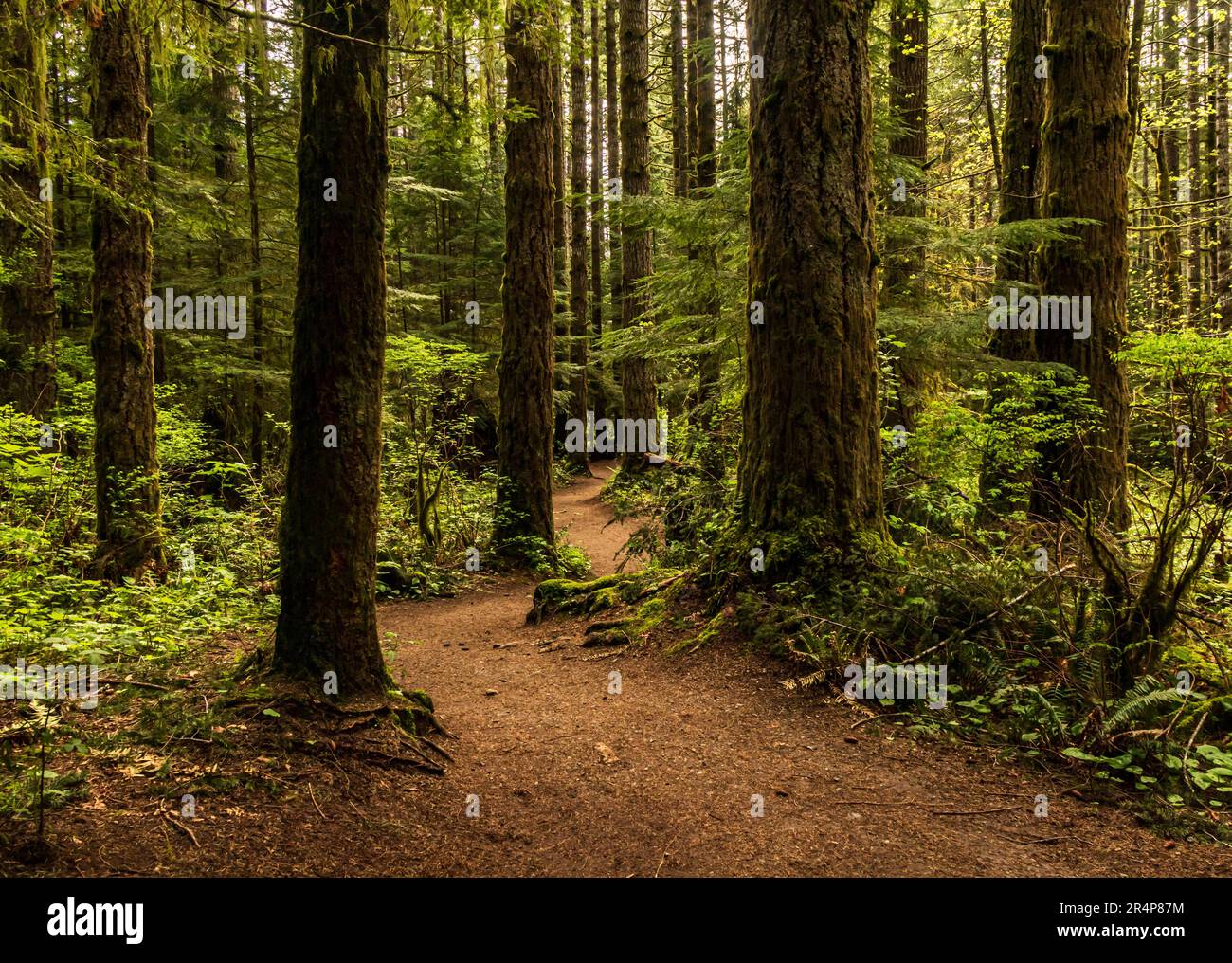 Sentier forestier sur l'île de Vancouver, avec de grands conifères, le sapin et le cèdre. Banque D'Images