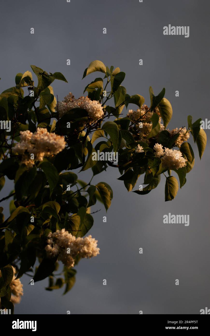 Vue sur le lilas avec fleurs blanches à la lumière du soleil dans le jardin Banque D'Images