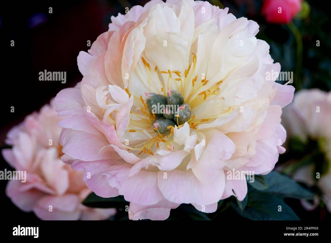 Une visite au Chelsea Flower show 2023 ne m'a pas déçu et j'ai eu le meilleur moment pour capturer de beaux jardins et des expositions florales tout autour. Banque D'Images