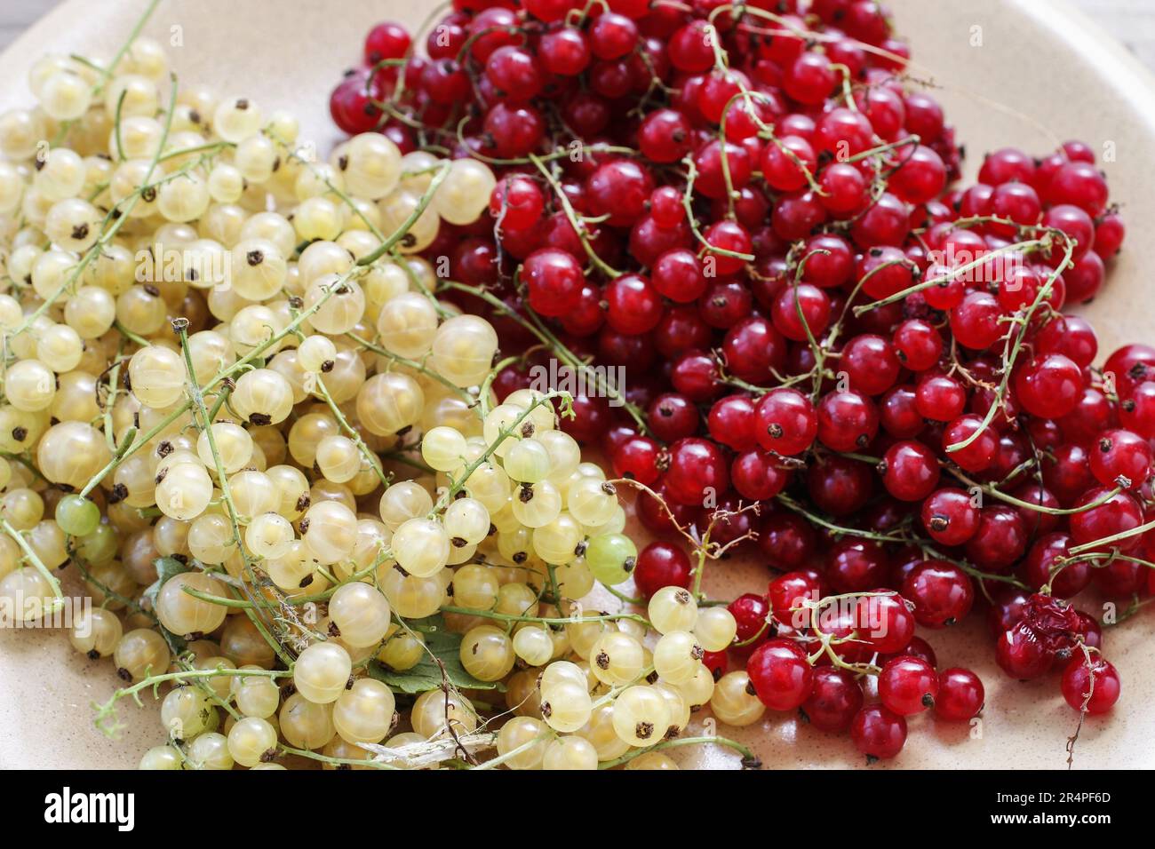 Cassis rouge et blanc. Fruits aigre. Une alimentation saine Photo