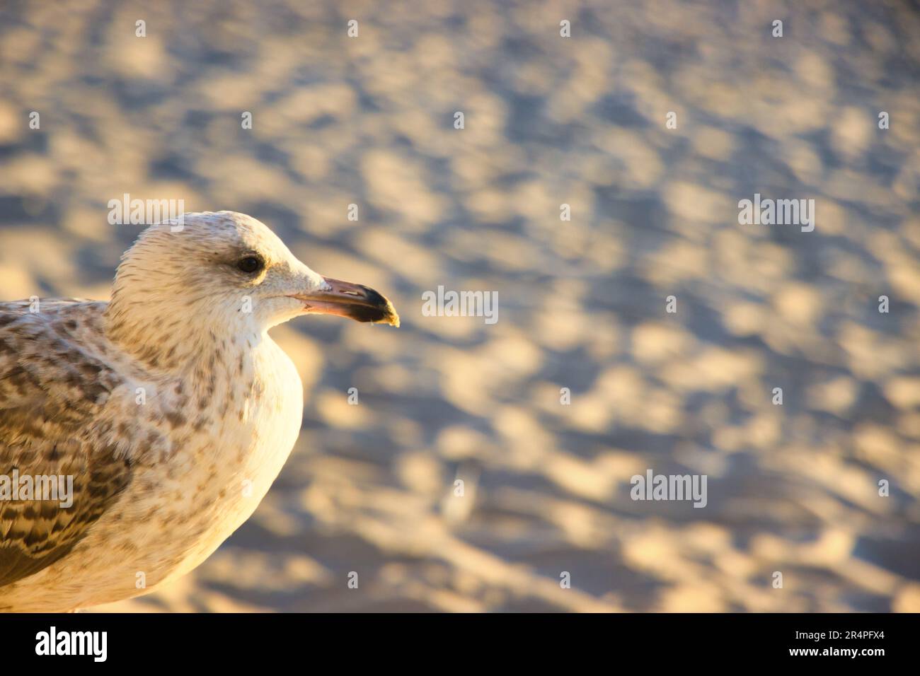 Mouette Banque D'Images