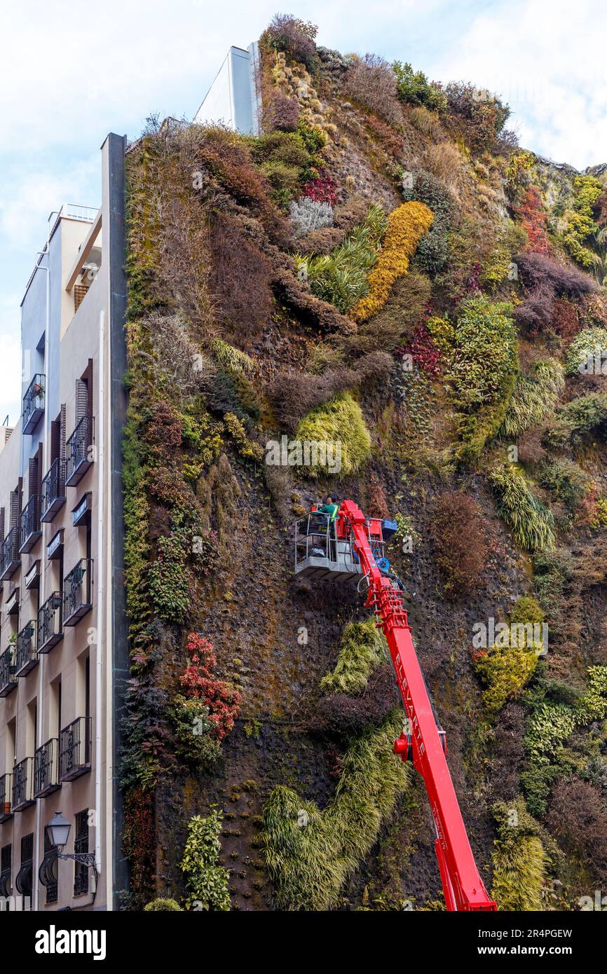 Espagne, Madrid, une bouée verte, des plantations étant fixées à l'extérieur d'un bâtiment Banque D'Images