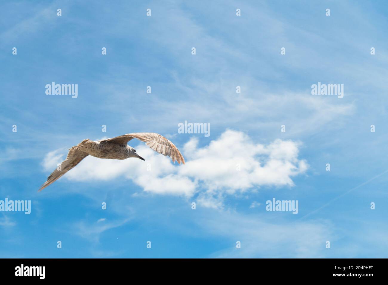 Mouette Banque D'Images