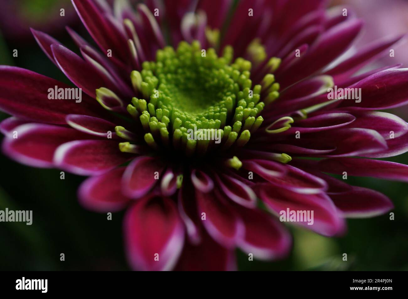 Un après-midi ensoleillé dans le jardin photographiant les fleurs de près et dans l'abstrait. Pansies lumineuses et roses roses en fleur pour vos murs. Banque D'Images