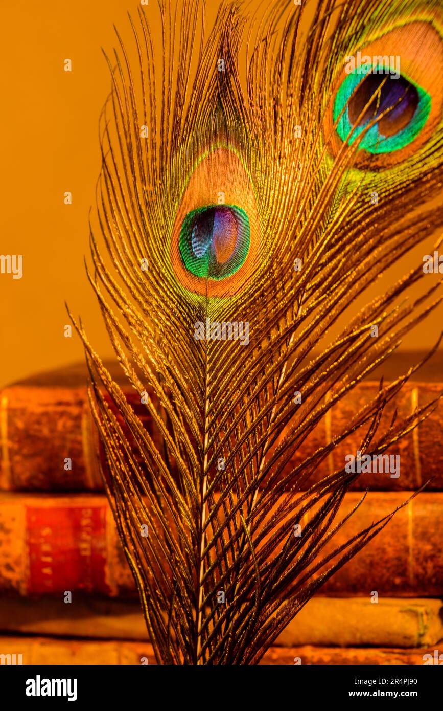 Peacock plumes quills sur un fond de livres anciens en cuir Banque D'Images