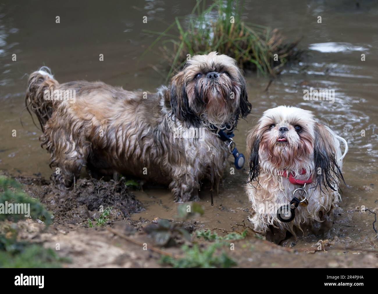Berkhamsted, Royaume-Uni. 29 mai 2023. Les propriétaires de Shih Tzu se sont réunis pour un fonds de vacances bancaire levant Walk Shih Tzus Woody et Rumour ont apprécié une pagaie dans l'étang boueux. Banque D'Images