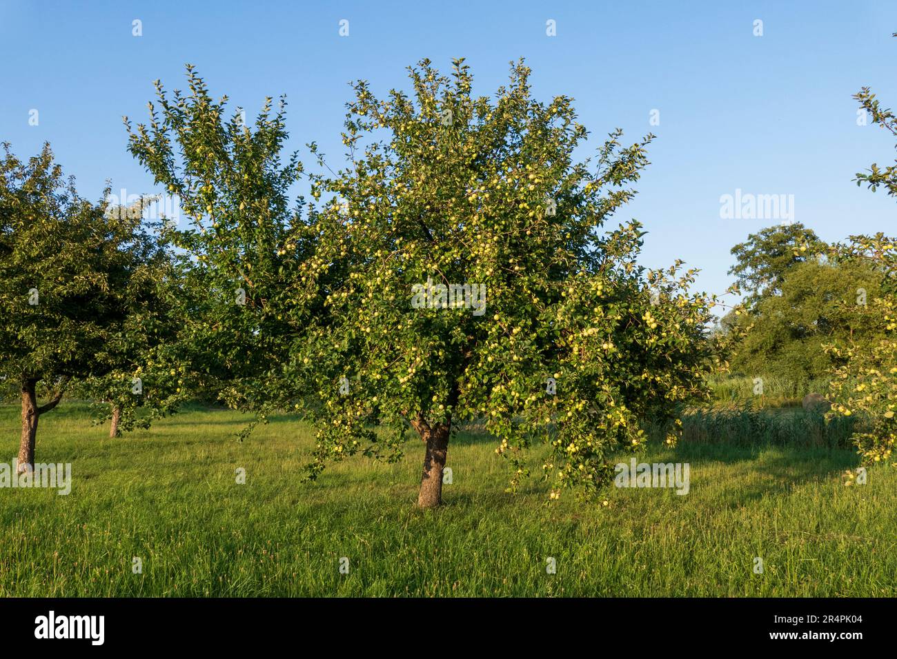 Boskoop Äpfel, hängen am Baum, kurz vor der Ernte Banque D'Images