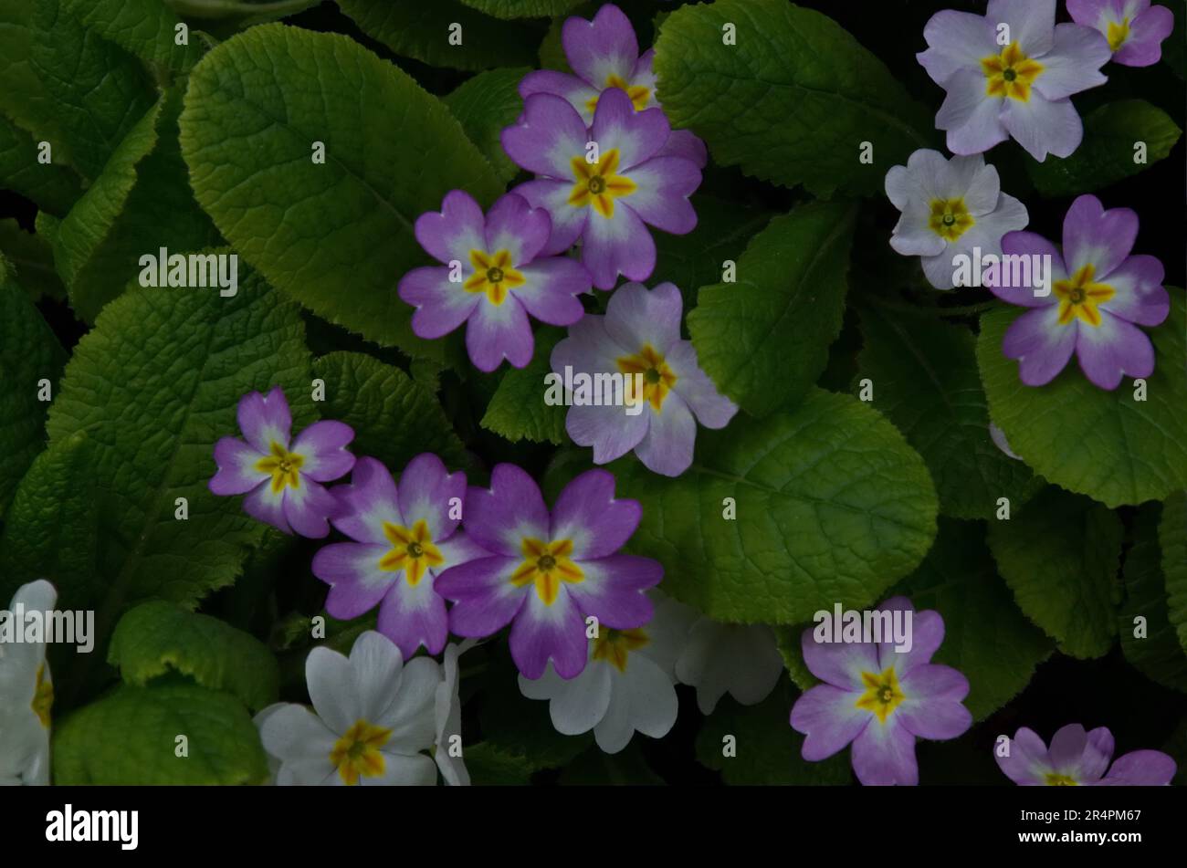 Un petit groupe de premrose pourpre et blanc ou Primula vulgaris fleur sur un lit, Sofia, Bulgarie Banque D'Images