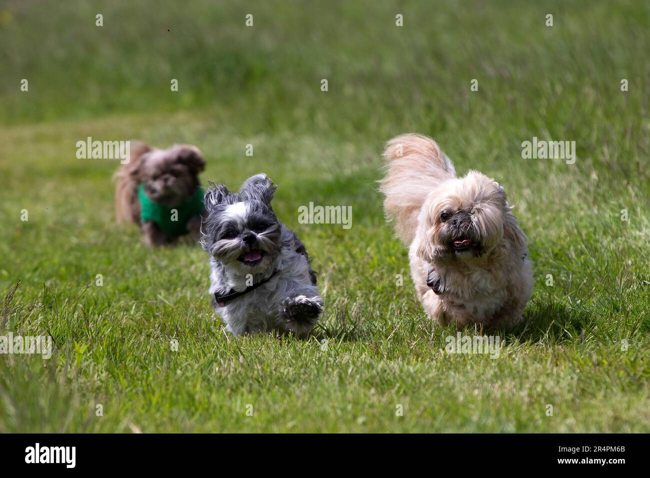 Berkhamsted, Royaume-Uni. 29th mai 2023. Les propriétaires de Shih Tzu se sont réunis pour une banque de vacances de collecte de Walk Credit: Sue Thatcher/Alamy Live News Credit: Sue Thatcher/Alamy Live News Banque D'Images