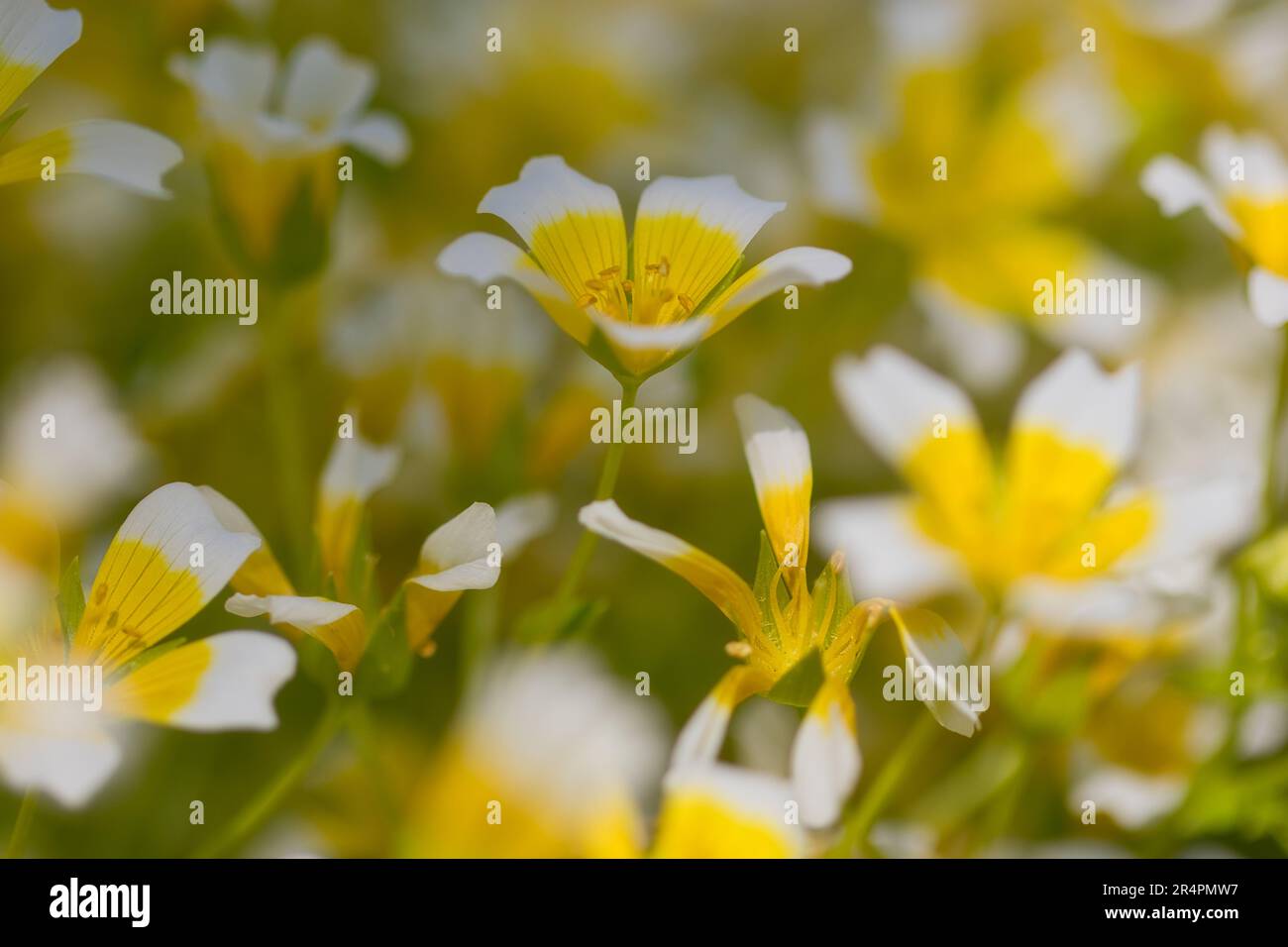 Douglas Meadowfoam dans un champ flou Banque D'Images