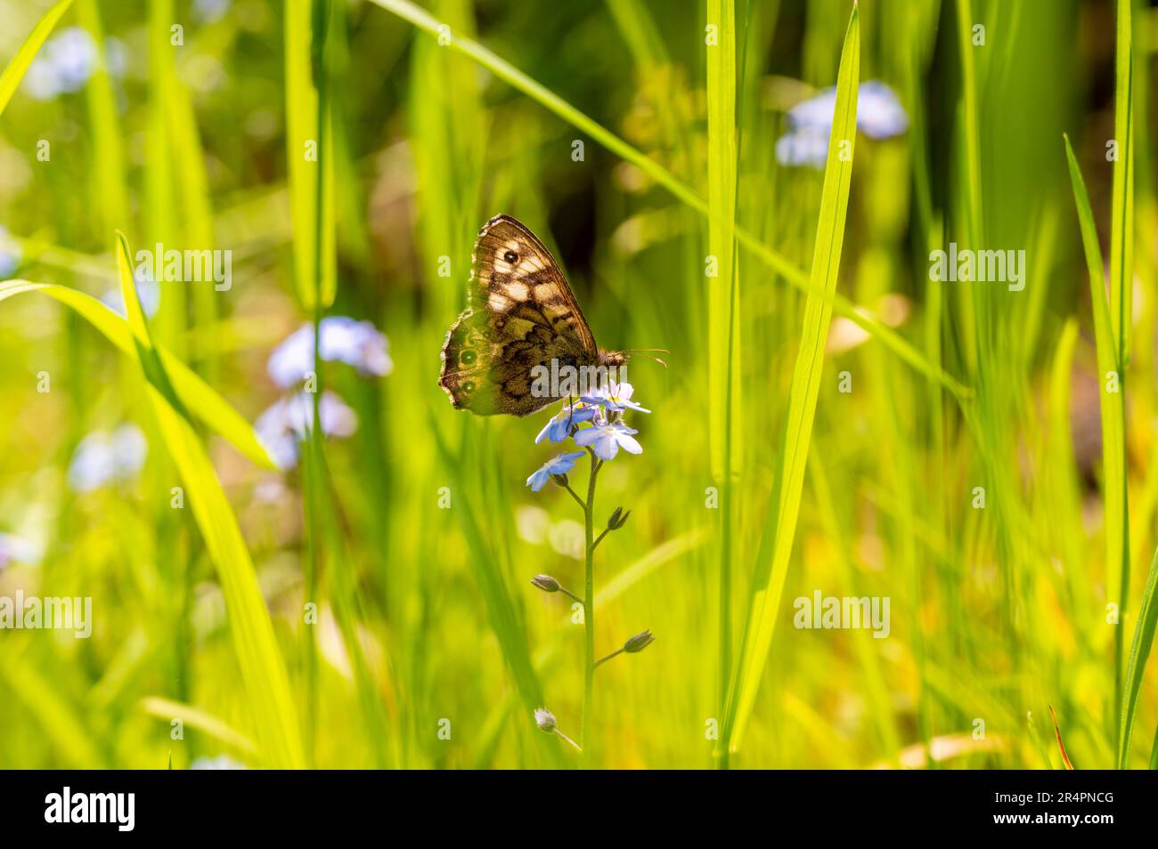 Papillon dans l'herbe en chaude journée de printemps Banque D'Images