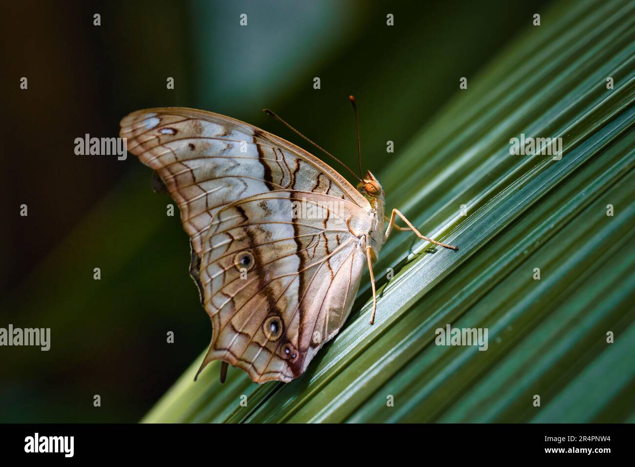 Papillon paon blanc sur une feuille Banque D'Images